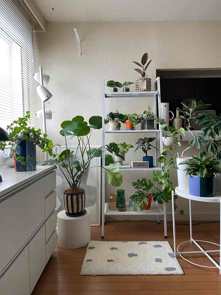 白い壁と家具、様々な緑の植物が配置された1DKのリビング、自然で清潔感のある雰囲気のインテリア