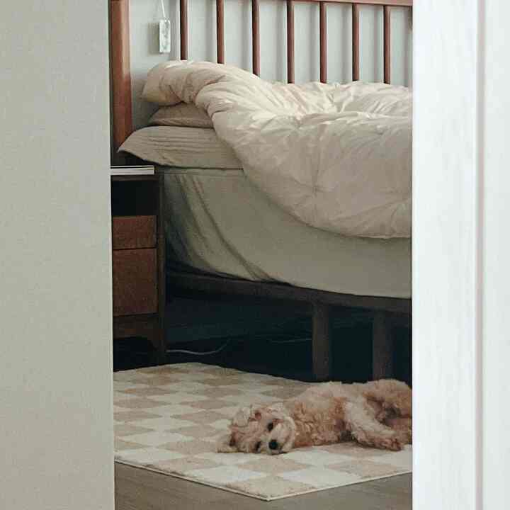 Ivory and wood tone bedroom featuring soft bedding and a small dog resting on a rug, creating a relaxed atmosphere