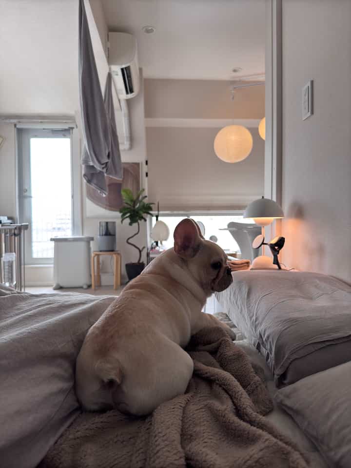 Natural tones and white bedroom featuring a dog resting on the bed, creating a cozy atmosphere