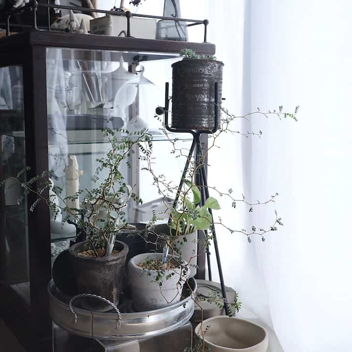 今年もなんとか冬を越せそうなソフォラ🌿
大好きなグリーン

#ソフォラリトルベイビー 
#グリーンのある暮らし 
#グリーンのあるインテリア 
#日々の暮らし
#暮らしを楽しむ 
#暮らしの記録 
#すきなものに囲まれて暮らしたい 
#好きなものに囲まれた暮らし 
#ミックスインテリア
#アンティークのある暮らし
#古いものがある暮らし 
#古道具のある暮らし 
#パンケース
#ガラスケース
#海外インテリアに憧れる
#インテリア好き 
#暮らしの道具 
#モノトーン雑貨
#マンション暮らし 
#マンションインテリア
#eosm100