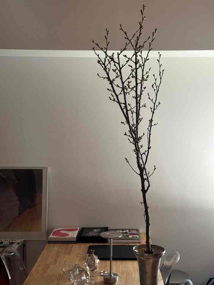 ナチュラルカラーの1LDKのキッチンダイニング、木製の食卓と透明な椅子が配置され、花瓶に蕾の枝とグラスがある雰囲気のあるインテリア