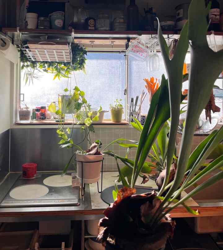 さぶあかです。最近はキッチンが一番日当たり良いので植物に占拠されがちです。

植物で色々隠れてしまってるので収納やらはまたの機会に────

#ワンルーム #賃貸インテリア #賃貸ワンルーム #観葉植物 #リノベーション 