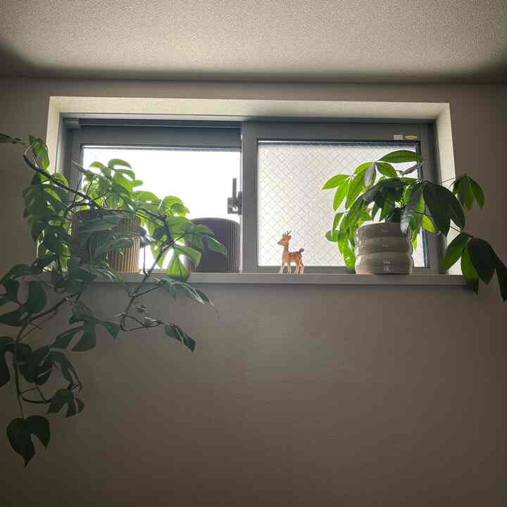 新しい鉢カバー
#鉢カバー　#観葉植物 #IKEA鉢カバー #窓際