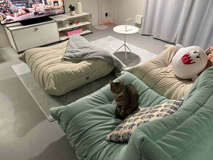 Mint and white toned living room featuring cushioned sofas and a pet cat in a cozy atmosphere