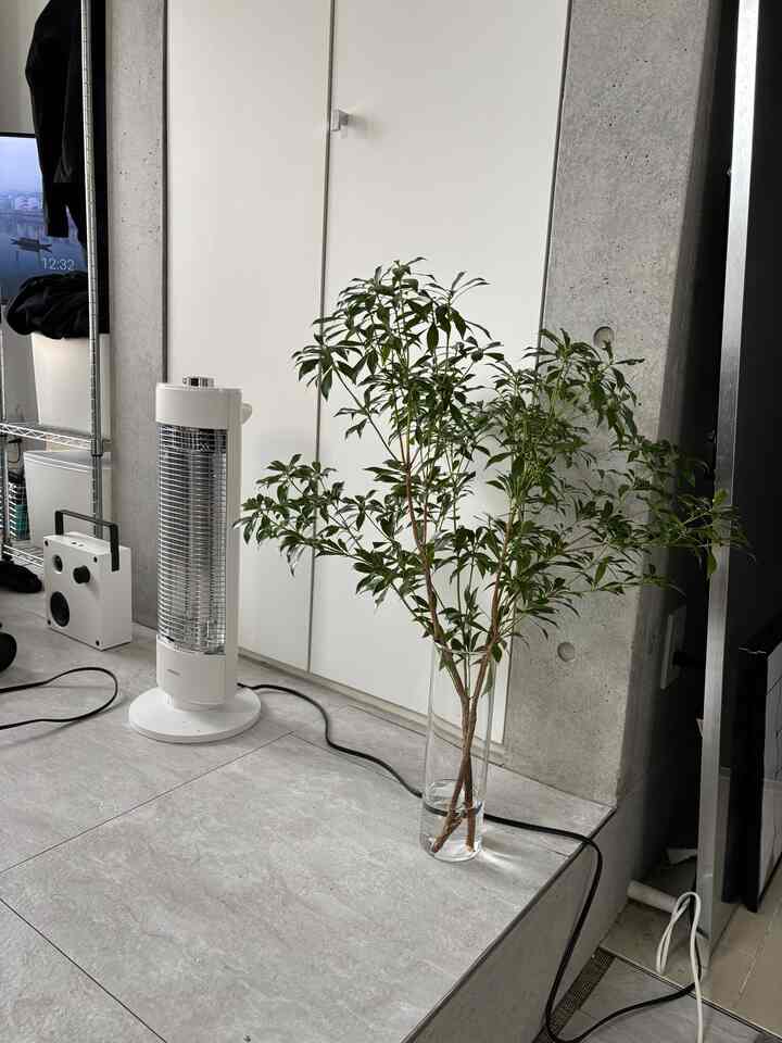 部屋にアセビの枝ものを飾ったら良いかんじ！！

#アセビ #枝もの 