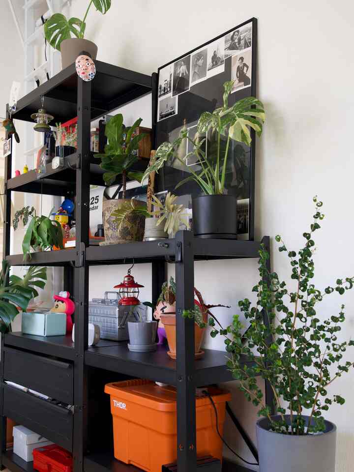 Room with a loft
Even with a tall shelf, it doesn't feel oppressive👍

#loft #loft #仕事部屋 #植物インテリア #IKEA棚 #colorful #シェルフ #livewithplants