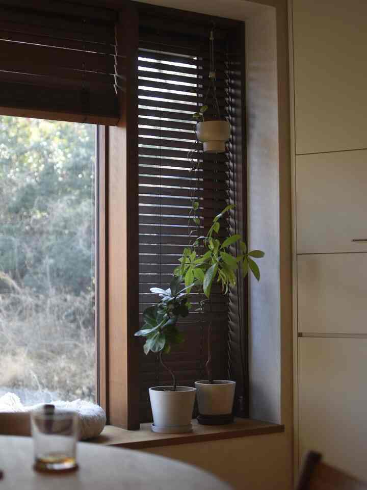 Di musim dingin, saya berusaha sekuat tenaga untuk tidak membuat tanaman stres😌 #観葉植物 #窓辺 #ブラインド