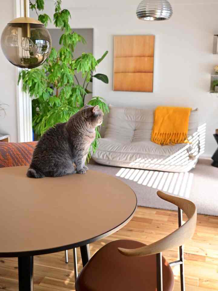 A beige and yellow toned living room featuring a round table with a cat sitting on it, natural wood tones and pendant lights create a warm atmosphere.