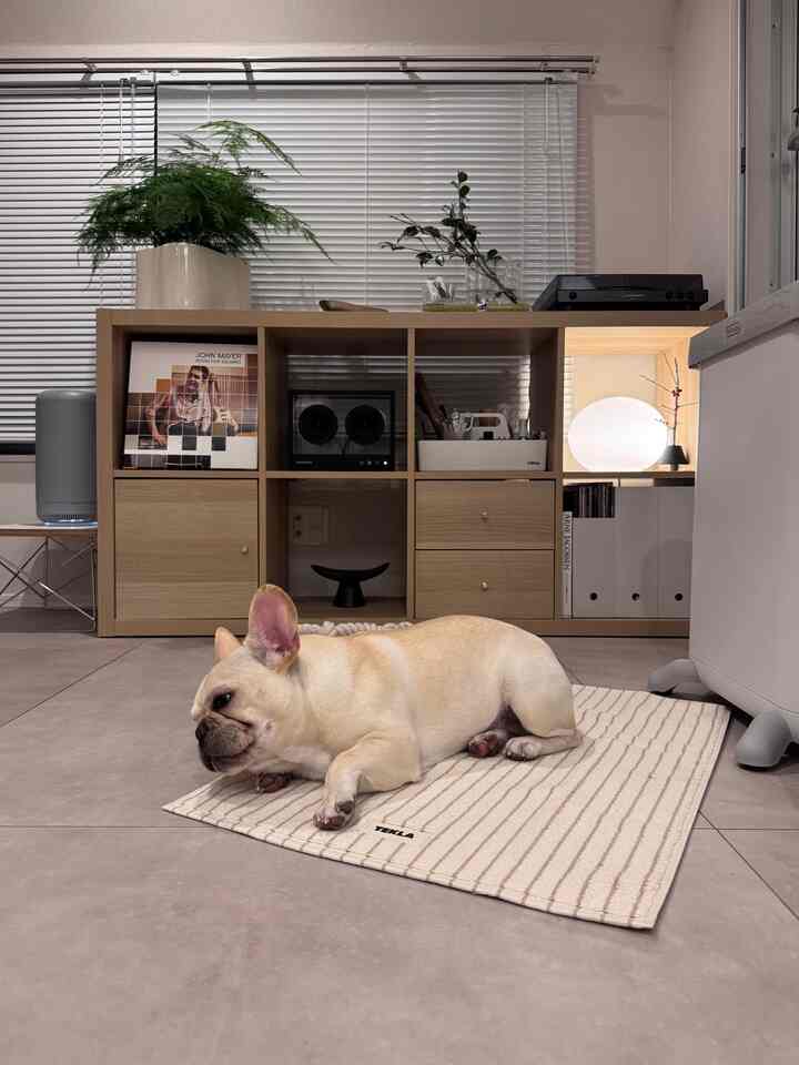 自然なベージュトーンのリビング、浴室マットの上に犬が寝そべり、木製の本棚と透明なBluetoothスピーカーが配置された雰囲気のあるインテリア