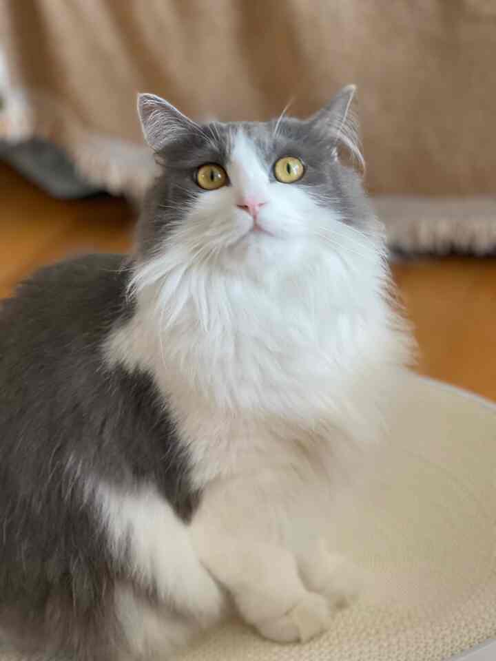 #ネドンナサン #コンスープ記録

Lumi Scratcherを変えました🥰
もともと使っていたのは詰め替えが可能で、詰め替えだけを頻繁に変えてくれました。
ドゥイットスクラッチャーデザインを見て、ただ通り過ぎることができませんでした！
（ちょうど今価格割引中！）
宅配便が来たらすぐに臭いを嗅ぐとホラダンに上がります。
すぐに使ってくれてこんなに嬉しくないです😆


＃ドゥイット＃猫スクープ＃執事日常
＃ニャンニ＃ハウス＃ニャンエジプト＃猫の家
＃猫キャットタワー＃猫の息吹＃
＃執事日常＃猫用品＃猫と一緒に暮らす空間

