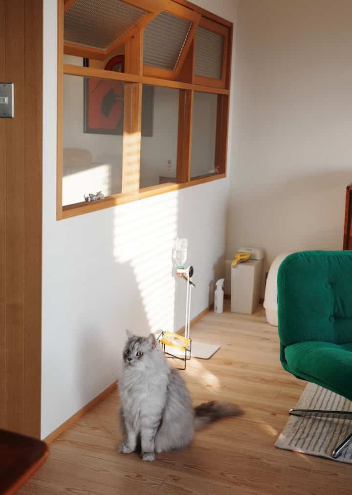 Natural tone living room with green armchair, featuring a gray cat and pet supplies creating a cozy atmosphere