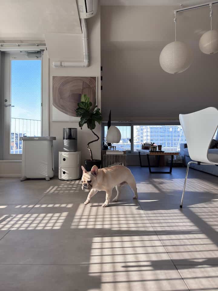 🐖

#北欧インテリア 
#ミッドセンチュリー 
#ミッドセンチュリーモダン 
#ジャパンディ
#デザイナーズ
#vitra
#isamunoguchi
#akari
#FRITZHANSEN 
#7chair #セブンチェア
#montana
#stoffnagel 
#eames
#kartell
#コンポニビリ
#cado
#加湿器
#delonghi
#ヒーター
#ronanbouroullec
#japan
#frenchbulldog
#フレンチブルドッグ