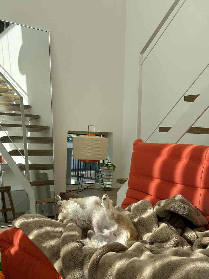 Bright white-toned living room with orange sofa, a fluffy dog resting on beige blanket creating cozy atmosphere