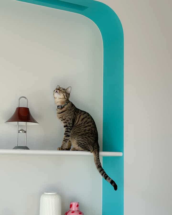 Rのニッチ棚🐈‍⬛

#リノベーション #アーチ型壁 #ニッチ棚 #猫がいる暮らし 
