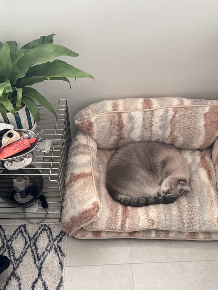 Beige-toned room featuring a soft pet bed with a sleeping cat at the center and a plant on the left, creating a cozy atmosphere