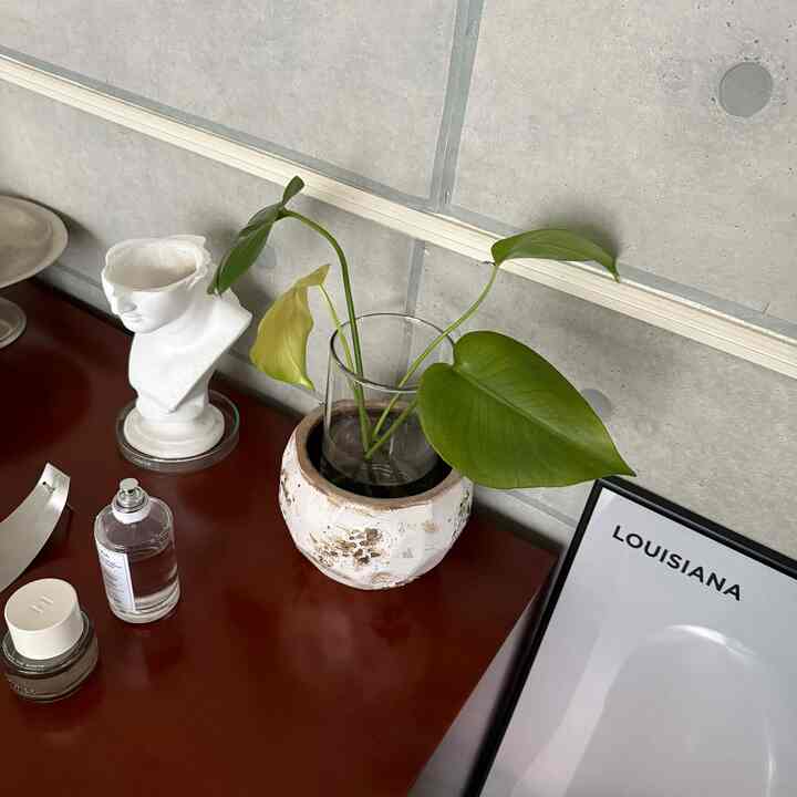 剪定したモンステラこの状態で１ヶ月くらい持ってくれてる。
新芽がどんどん出てくれるのでこういった楽しみ方が出来るのが良いですね。
 
この鉢実は、元からの商品のように見えて陶器の鉢にフラワーベースを入れただけなのは内緒です🤫
 
 #フラワーベース #鉢カバー #鉢 #モンステラ #観葉植物 #観葉植物インテリア 