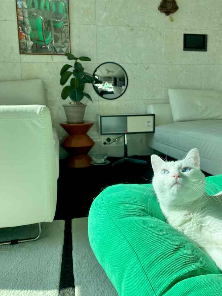 ナチュラルベージュの壁と白いソファがあるリビング、緑のスツールに座る猫がいるモダンなインテリア