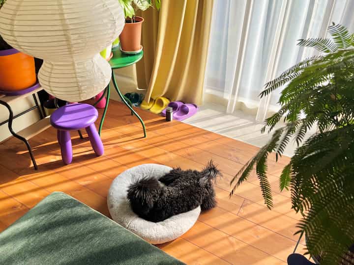 木目調の床と黄色いカーテンがあるリビング、白いペットベッドに犬が横たわり、植物が配置された暖かい空間