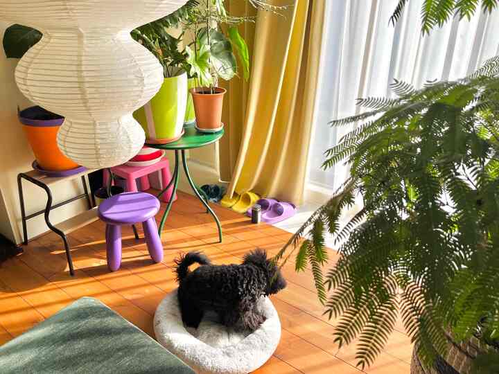 Living room with yellow curtains and green plants, cozy space featuring a dog on a white pet bed