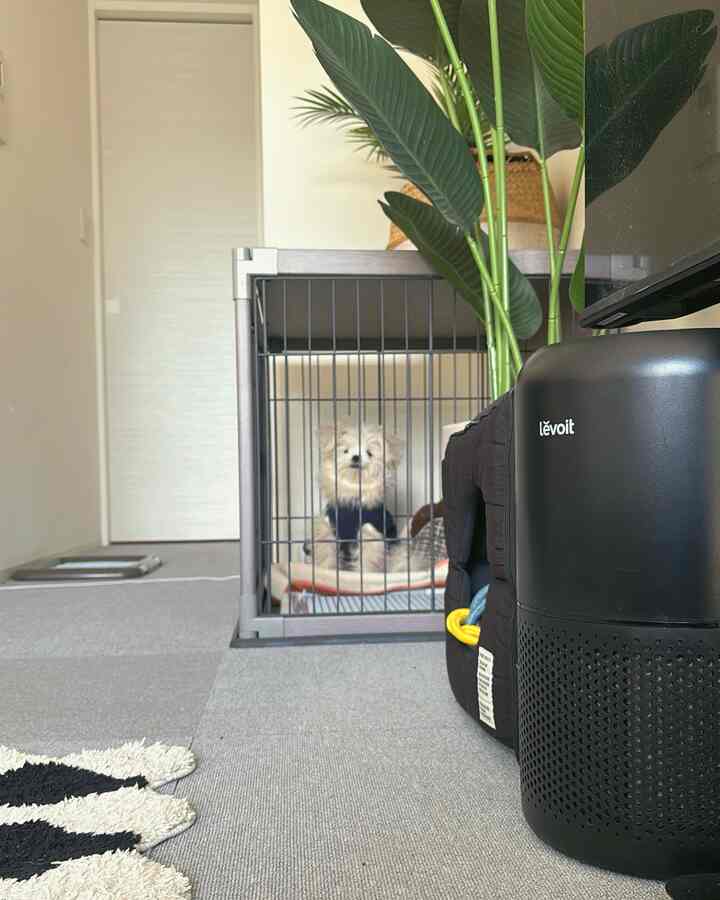 グレーの床と明るい壁の8畳の部屋、犬がいるグレーの金属製ケージと空気清浄機が配置された居心地の良い一人暮らしの空間