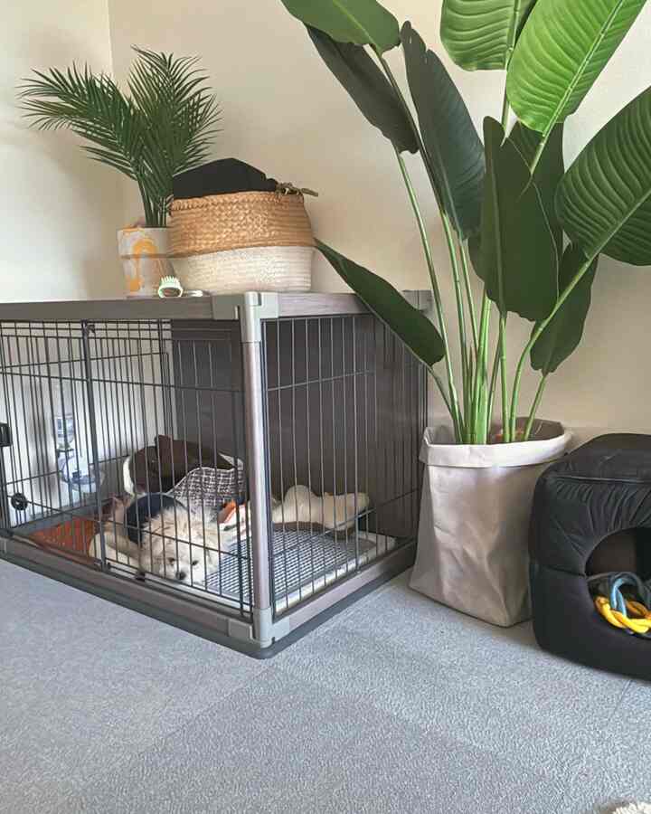 ベージュの壁とナチュラルトーンの室内にペット用ケージと黒いペットベッド、大きな観葉植物が配置された雰囲気のあるペットスペース
