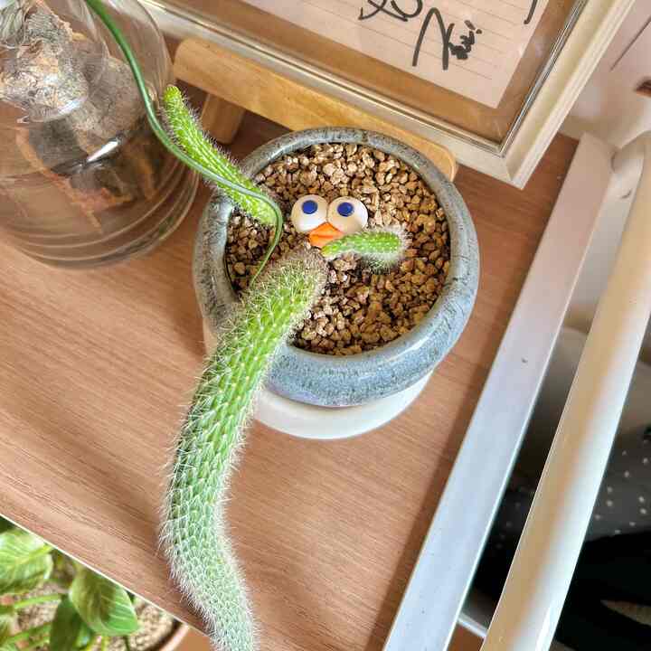 ＃ピンクイルカの＃チェアカフェ 
毎日毎日出勤塗装を撮る友達の屋根裏部屋のようなカフェ
隅々に猿人形がとてもたくさんあり、見物する楽しみもあります👍🏻 
特に！コーヒーがとても美味しくて違うのに醜い！

＃猿尾サボテン社長センスで顔フィギュアを選ぶと、サボテンは手と尾があるようです。
もっとかわいいです💚💚


 ＃植物＃植物インテリア＃今日のガーデン＃カフェ＃カフェツアー＃小さな日常＃コーヒーグルメ 
