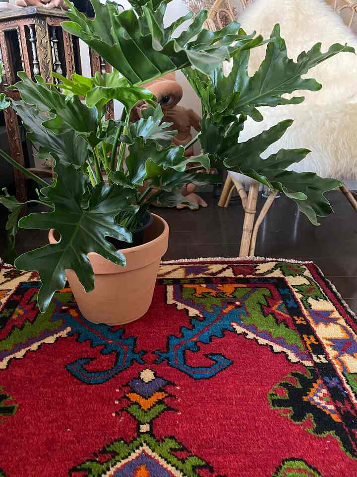 隙間からE.T👽

#E.T
#観葉植物 
#キリムラグ