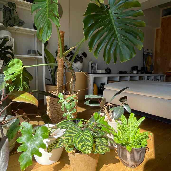 今年は何鉢ふえるかな〜

#リノベーション #マンションリノベーション 
#howwelive #mylvngrm #apartmenttherapy
#interiordesign #interiordecor #interiorinspo
#interiorgreen #観葉植物 #構造用合板