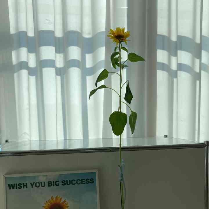 いよいよ🌻🌻🌻
すっきりひまわりが咲きました！

パンツリーをきれいにして寝ている今日です。
何でも適度にすべきだと思います。

＃今日の私たちの家＃コンスープ記録＃メイド＃コミュニケーション＃ひまわり＃ひまわりフレーム＃ホワイトインテリア＃今日の庭＃今日の家＃フレーム＃風水インテリア＃週末は配達＃植民地成長＃植物スプーン＃花の家 
