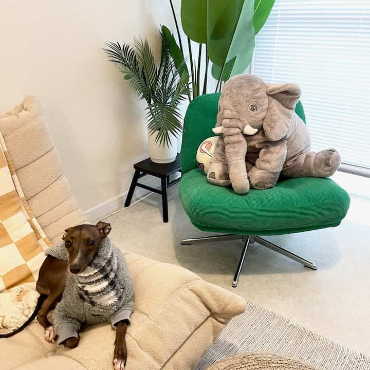 ベージュのソファとグリーンのアームチェア、植物とカーテンが配置された温かみのあるペットと暮らすリビングスペース