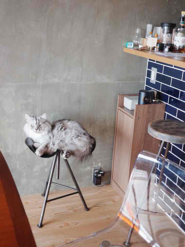 仲良いね😌
#IKEA #nebula #BALMUDA 
#IKEA家具　#ダイニング
#カウンターテーブル #カウンターキッチン
#猫のいる暮らし
#リノベーション #リノベマンション