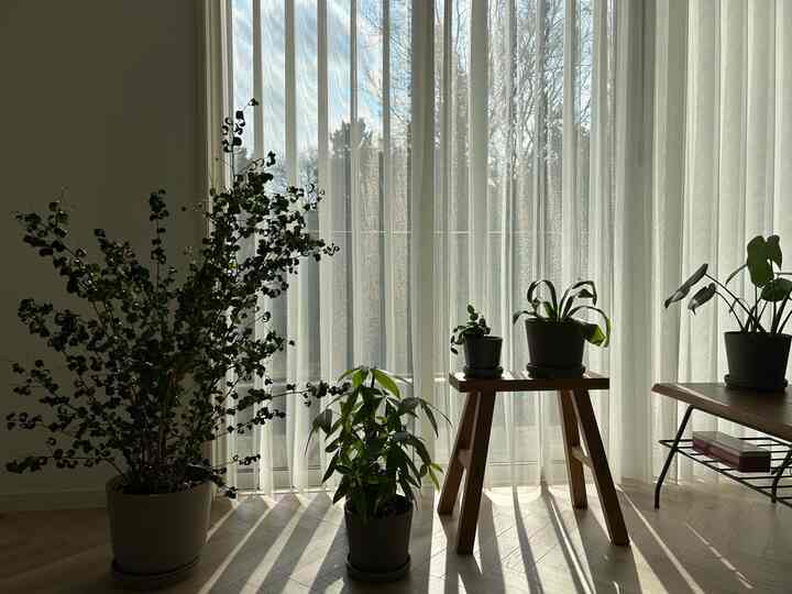 白いカーテンと木製の床があるバルコニー空間に、複数の緑の植物が配置されたナチュラルなインテリア