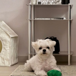 일주일의 마무리는 귀요미 사진으로🐶
#마이펫다이어리 #우리집귀요미포착 #우리집강아지 #말티즈 #강아지와함께사는집 #강아지하우스 #아우스리푸 #강아지장난감 #하울팟 #오늘장면한컷 #오늘의우리집 #25평아파트 #ATCR #리튼러그 #헤이조명 #HAY 