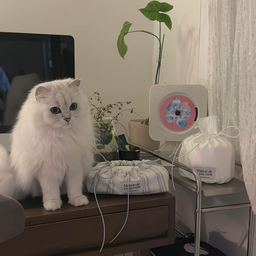 🫶🏻티슈케이스, 물티슈케이스 추천🫶🏻
매일 사용하는 휴지와 물티슈🧻
티슈, 물티슈 케이스를 사야겠다고 다짐하고 몇 달을 찾아다니다가 찾은 메종드룸룸의 티슈, 물티슈 케이스🤍
✔️제가 티슈, 물티슈 케이스를 고른 기준
1. 너무 튀지 않을 것
2. 하지만 포인트가 될 것
3. 때가 잘 타지 않을 것
4. 교체가 간편할 것
적당한 광택으로 고급스러워 보였고 특히 냥이 털이 
붙지 않아서 더 좋았어요!
그리고 때도 잘 안타고 물티슈로 슥슥 닦으면 잘 닦였어요.
양쪽 끈으로 입구를 쪼아서 사용하면 되는데 이 끈을 리본으로 묶으면 이게 또 러블리한 포인트에요🎀
크기도 꽤 커서 깨끗한나라 물티슈 60매짜리 2개를 겹쳐 넣으니 딱 예쁜 모양이 되더라구요! (사진은 60매 1개만 넣었어요)
보통 100매짜리 물티슈 많은데 요거 넣으면 충분해요.
⭐️물티슈 뚜껑이 보이기 때문에 인테리어를 위해서 뚜껑이 무조건 흰색이나 검정색인 물티슈를 고르는게 중요합니다👍🏻
물티슈 다 써갈때쯤엔 사진이 줄무늬케이스처럼 두께가 줄어들어서 흐물해지는데 그럴때는 새 물티슈를 밑에 겹쳐주시면 다시 통통해집니당🤍
예뻐서 쓸때마다 만족하는 예쁜템이었습니다
모아놓고 사진 찍는데 끈을 좋아하는 냥이들이 계속 참견 중ㅋㅋㅋㅋ 마지막에 끈 좀 흔들어달라는 애절한 표정🤭
#예쁜템최고야 #콘수프기록 #티슈케이스 #물티슈케이스 #메종드룸룸 #고양이가있는집 #냥집사 #고양이와함께사는공간 #냥테리어 #데스크테리어 #책상꾸미기 #예쁜살림템 #티슈커버 #물티슈커버 #물티슈보관함 #티슈케이스추천 #티슈커버 #살림템 #물티슈 #휴지케이스 #팟커버 #맞팔선팔 #커버 #인테리어소품 #오브제 #예쁜커튼 #커튼추천