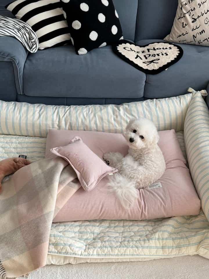 ブルーのソファとピンクのペットベッドに小さな白い犬が座っている、雰囲気のあるリビングスペース