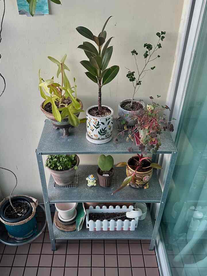 寒い冬をしっかりと乗り越えているベランダ植物たち

＃今日の私たちの家＃今日のシーンカット＃1部屋のインテリア＃1部屋の飾り
#plantlover #houseplants #cozyhome #cozyvibes #roominspiration #homesweethome #インテリア #部屋作り #観葉
＃韓国インテリア雑貨
