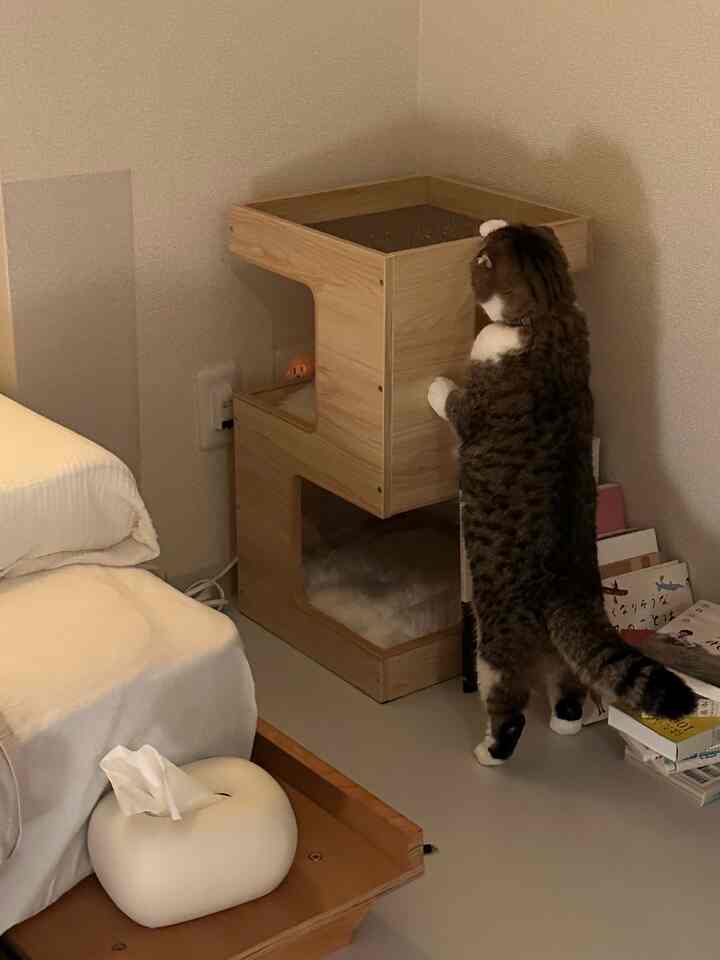 ベージュの壁と木目調のキャットタワー、白いソファが配置された猫と暮らす落ち着いたリビングスペース