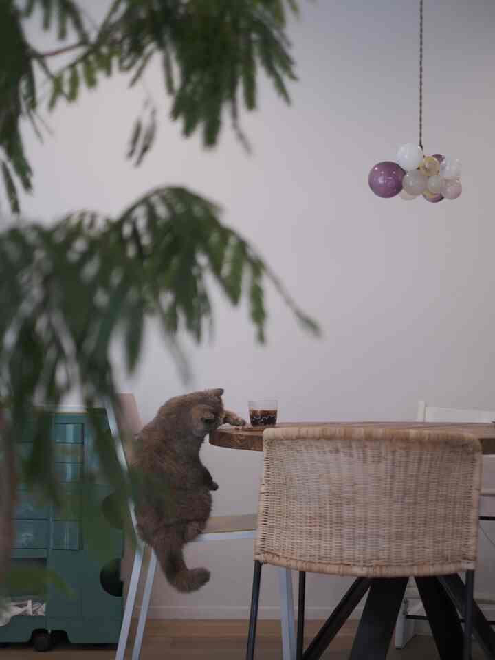 ナチュラルな色合いのダイニングルーム、猫とキッチンワゴンがある居心地の良い空間