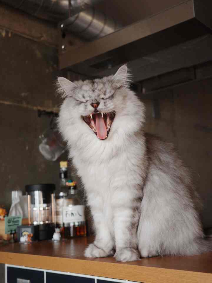 とてもお気に入り写真です
#カウンターキッチン
#リノベーション　#リノベマンション
#ikea #BALMUDA a