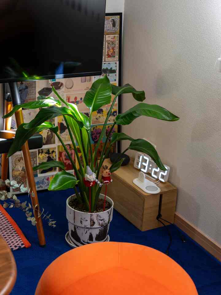 新芽🌱

#ストレリチア #植物鉢 #カラフルなインテリア #オレンジ #青 #post #ラグ #マット  #オットマン 