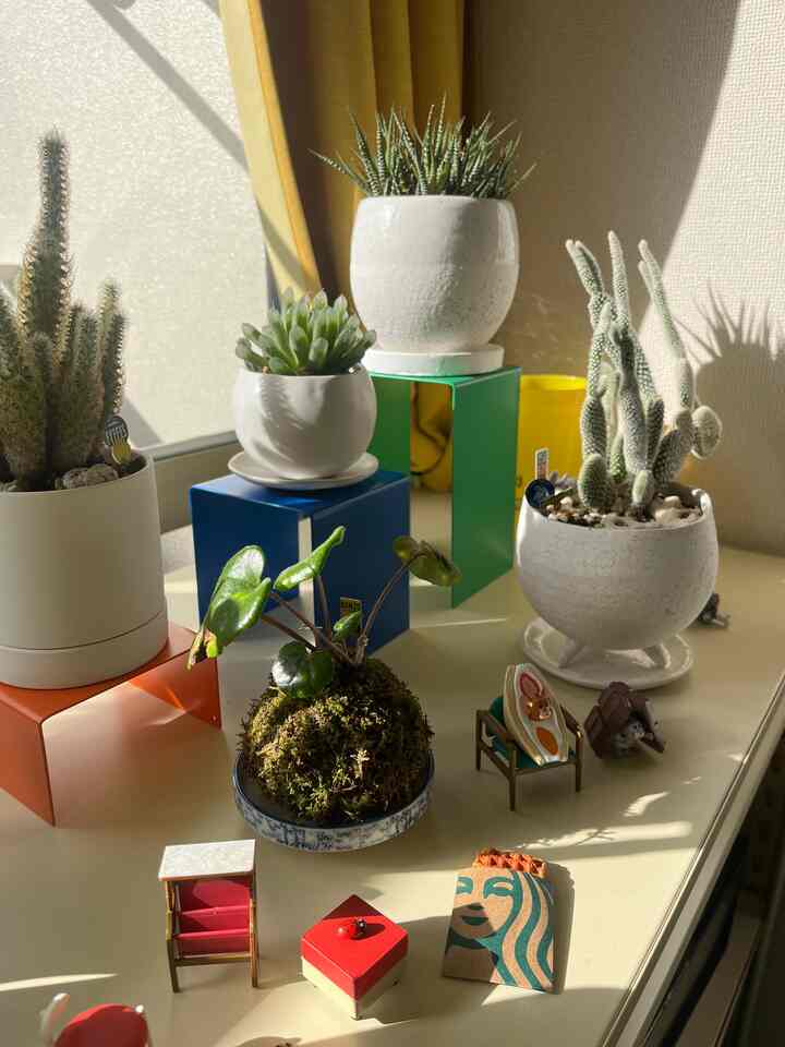 今の植物ゾーン🪴🪴🪴
スタバのミニチュアやカリモクのミニチュアが小さくて可愛い🫶
.
.
.
#植物のある生活 
#緑のある生活