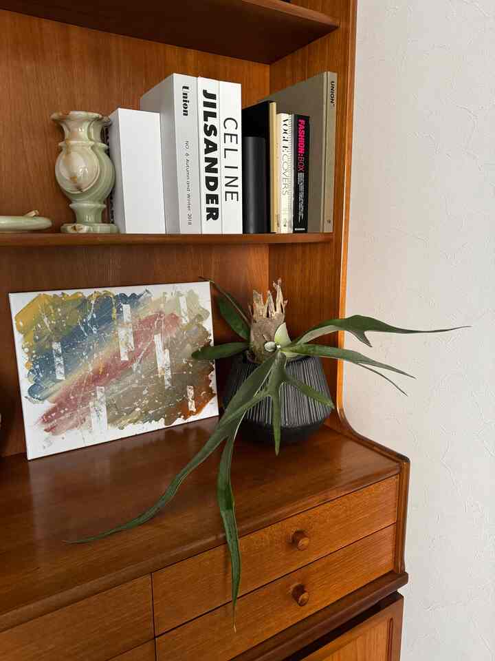 #livingroom
#livingroominterior
#ビカクシダ
#ビカクシダビーチー