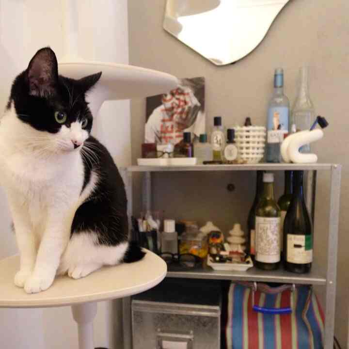 Cozy small space featuring a black and white cat sitting on a white chair, next to a metal shelf stocked with various alcoholic beverages and items