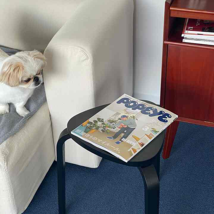 A natural tone living room in white and black featuring a white sofa, black stool, and blue rug with a companion dog on sofa