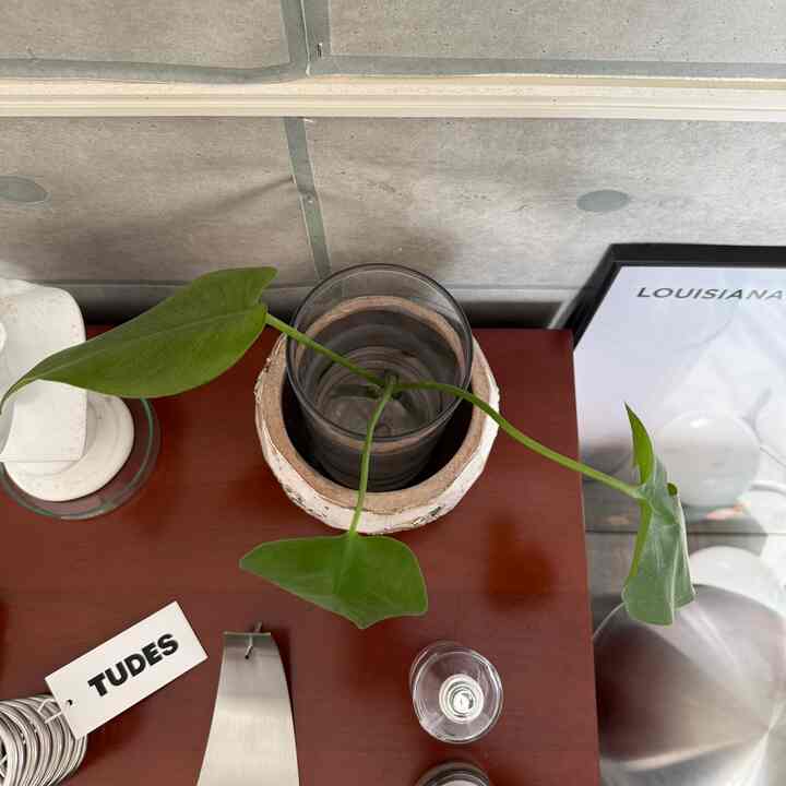 剪定ミスで茎から切ってしまったのですが
枯れることなく2ヶ月くらいこの状態で元気でいてくれて愛おしいです。
#観葉植物 #フラワーベース #サイドボート #チェスト