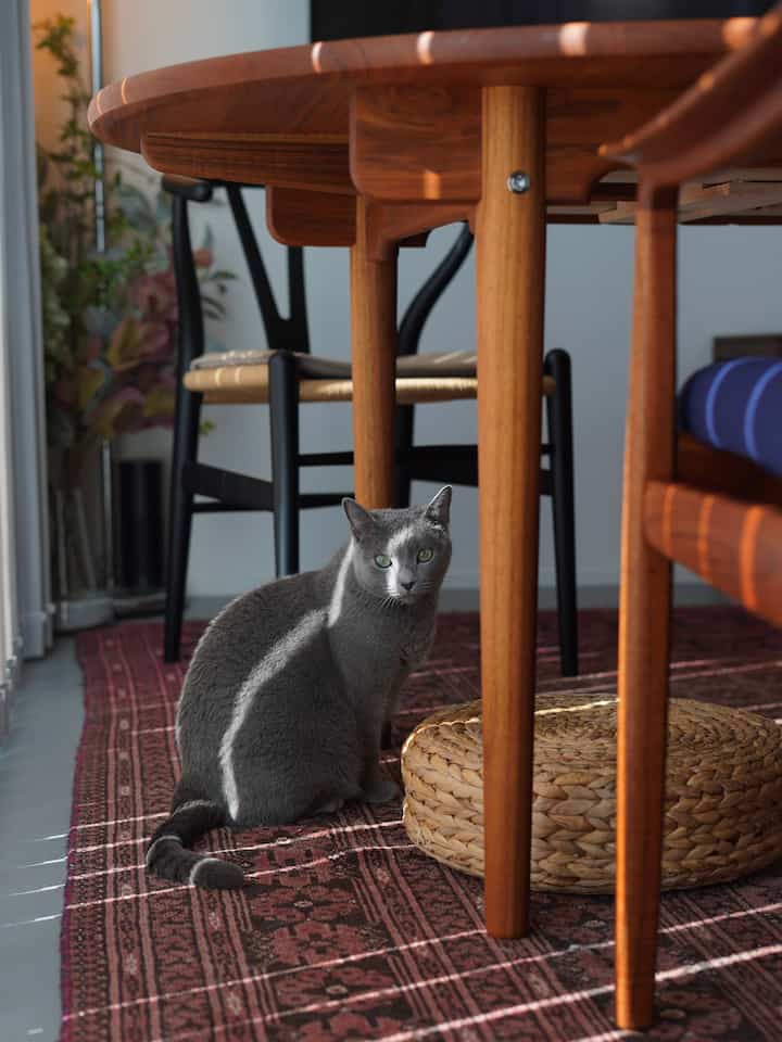 Nordic dining room in brown wood tones and black accents, featuring a cat seated on a vintage rug creating a cozy atmosphere
