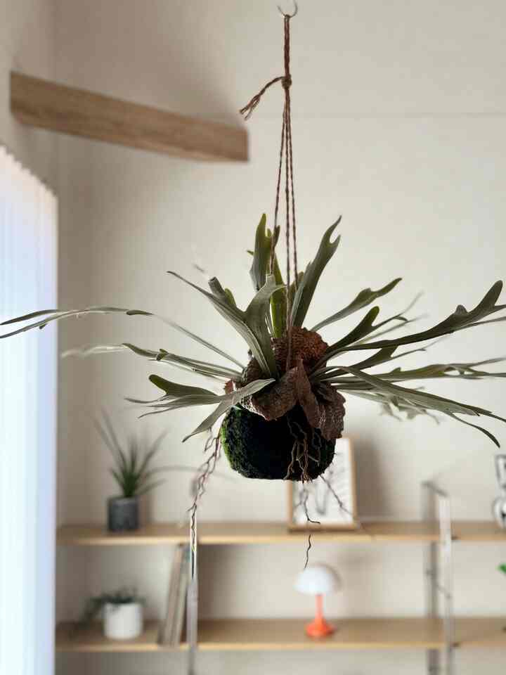 ビカクシダの本物が欲しかったのですが、枯れさせる自信しかなくフェイクを購入しました🪴笑

クオリティーが高く大満足です✨

#フェイクグリーン #ビカクシダ #コウモリラン
#観葉植物・花・造花 #リビング植物 