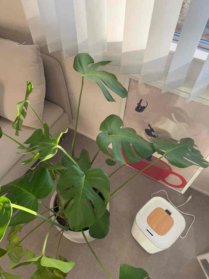 冬、乾燥がすごくて、そこら中カサカサです。笑

加湿器もぉ少し大きいのが欲しいなぁと。

#植物インテリア #フレーム #アートポスター 