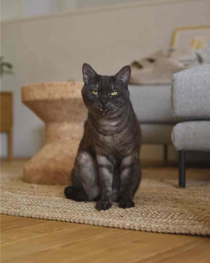 Natural brown and gray toned living room featuring a black cat centered on a woven rug with cork stool and gray sofa