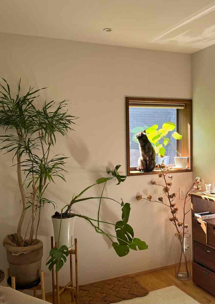 日差しハンター🐈‍⬛
春になったらまた植物を増やしたい🪴
#観葉植物 #cat #猫のいる生活 #無印良品